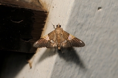 Heterocnephes