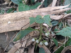 Rhynchotechum discolor