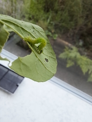 Ctenoplusia limbirena