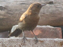 Oenanthe fusca