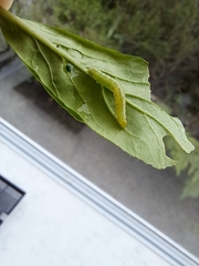 Ctenoplusia limbirena