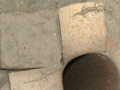 Hemidactylus kushmorensis