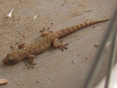 Hemidactylus kushmorensis