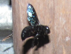 Xylocopa