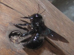 Xylocopa