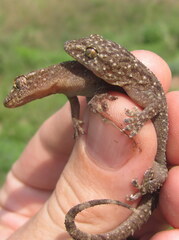 Hemidactylus kushmorensis