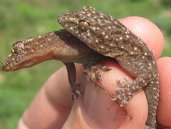 Hemidactylus kushmorensis