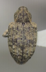 Conotrachelus seniculus