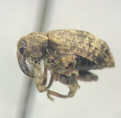 Conotrachelus seniculus
