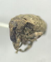 Conotrachelus seniculus