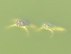 Euphlyctis cyanophlyctis