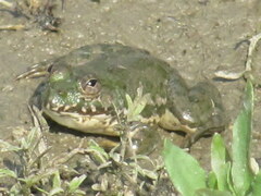 Euphlyctis hexadactyla