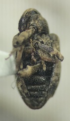 Conotrachelus seniculus