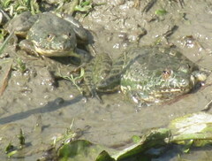 Euphlyctis hexadactyla