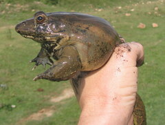 Euphlyctis hexadactyla