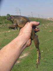 Euphlyctis hexadactyla