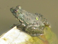 Euphlyctis cyanophlyctis