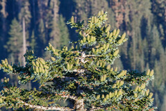 Abies procera