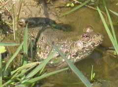 Euphlyctis hexadactyla