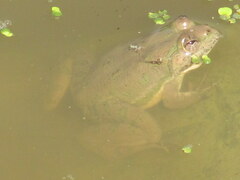 Euphlyctis cyanophlyctis