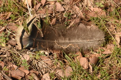 Meleagris gallopavo intermedia