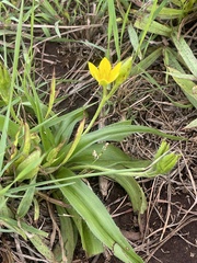 Hypoxis hemerocallidea