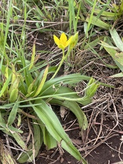 Hypoxis hemerocallidea
