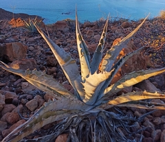 Agave sobria