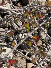 Euphorbia magdalenae