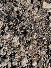 Euphorbia magdalenae