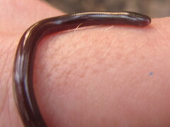 Indotyphlops braminus