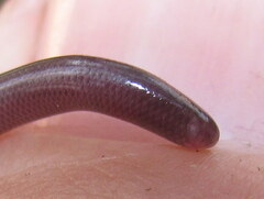 Indotyphlops braminus