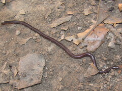 Indotyphlops braminus