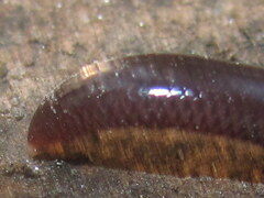 Indotyphlops braminus