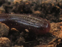 Indotyphlops braminus