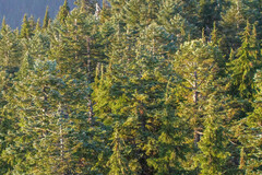 Abies procera