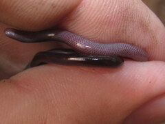 Indotyphlops braminus