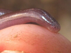 Indotyphlops braminus