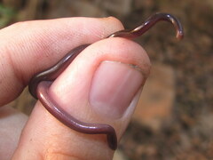 Indotyphlops braminus