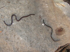 Indotyphlops braminus