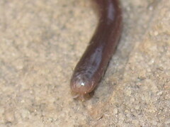 Indotyphlops braminus