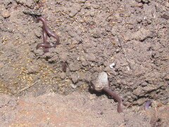 Indotyphlops braminus