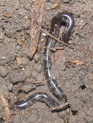 Indotyphlops braminus