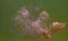 Pseudorhiza haeckeli