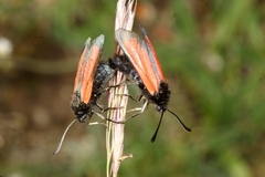 Zygaena erythrus