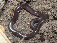 Indotyphlops braminus