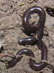 Indotyphlops braminus
