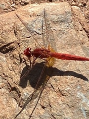 Crocothemis sanguinolenta