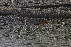 Gallinago hardwickii