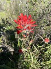Castilleja affinis affinis